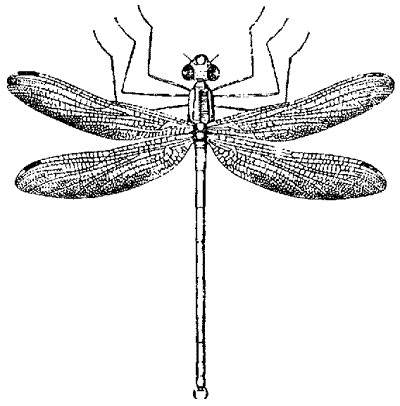 Tarsophlebia eximia