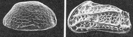 Ostracods