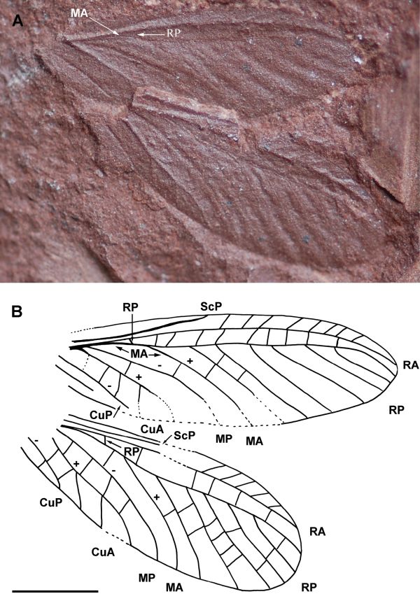 Alexrasnitsynia permiana