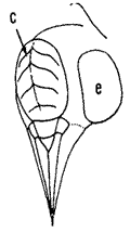  Head of Asthenohymen