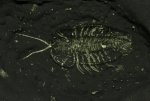 Triarthrus eatoni Trilobite with Preserved Soft Tissue