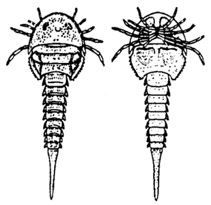 Chasmataspis laurencii