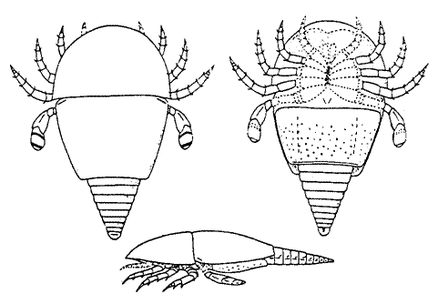 Diploaspis casteri