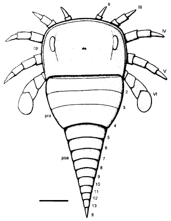 Forfarella