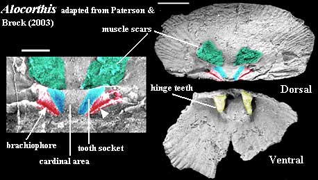 Alocorthis.  Adapted from Paterson & Brock (2003)