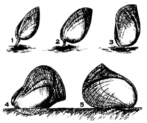 Atrypa growth stages