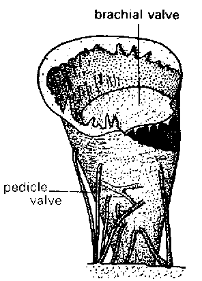 Prorichthofenia