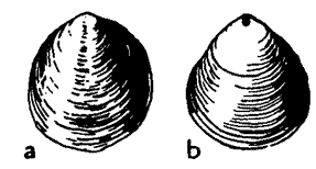 Siphonotreta