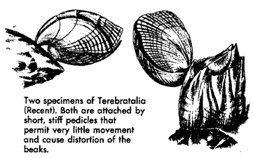 Terebratalia