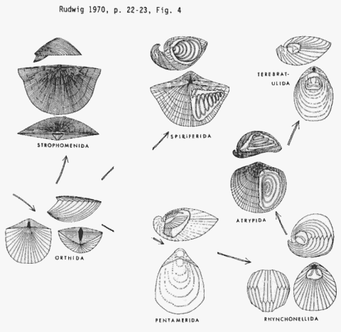 the evolution of the articulate brachiopods