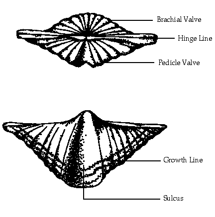 The brachiopod shell