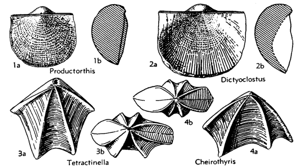 Brachiopod homeomorphs