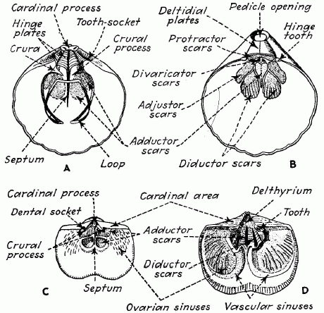 Brachiopod Internal Structure