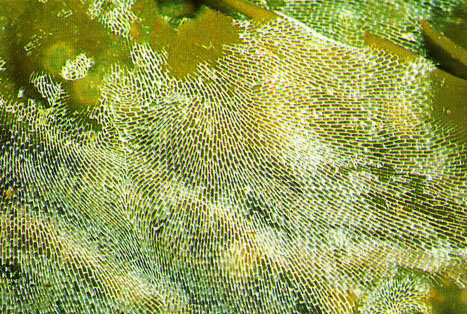 Membranipora membranacea