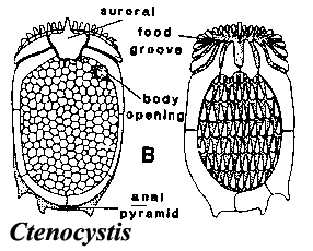 Ctenocystis