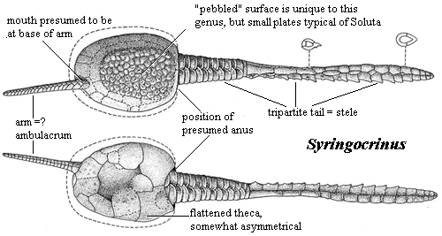 Syringocrinus