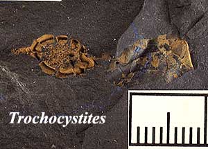 Trochocystites