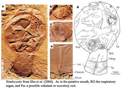 Vetulocystis.  Shu et al. (2004)