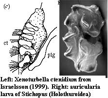 Xenoturbella? ctenidium and auricularia larva of a holothuroid