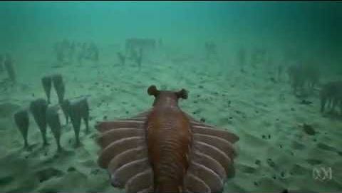 Anomalocaris, as featured in Australia, The Time Traveller's Guide