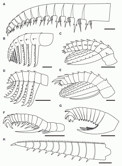 Comparative sketches of anomalocaridid frontal appendages, from Daley & Budd 2010