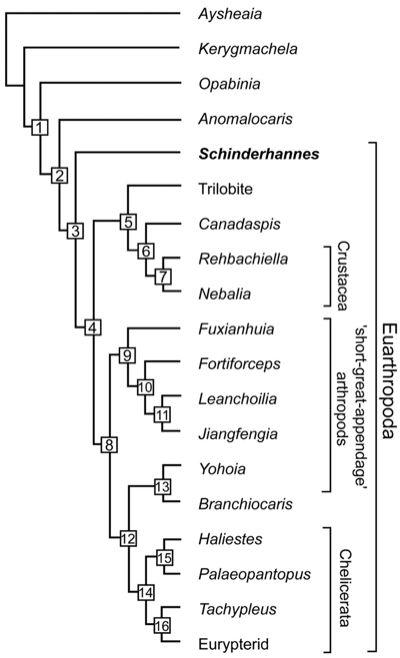 Phylogenetic position of Schinderhannes bartelsi, cladogram from Khl et al 2009