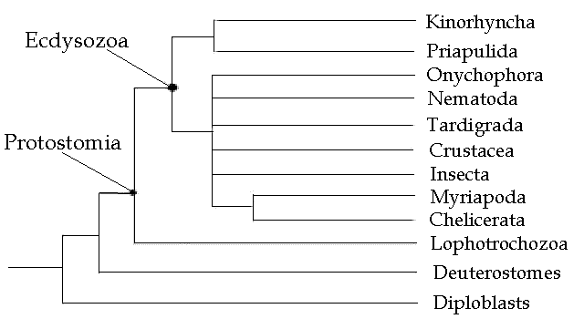 Ecdysozoa and Lophotrochozoa