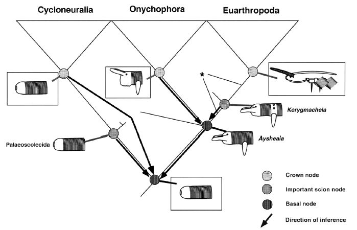 Reconstructing the basal and crown nodes in the Ecdysozoa by Budd 2001