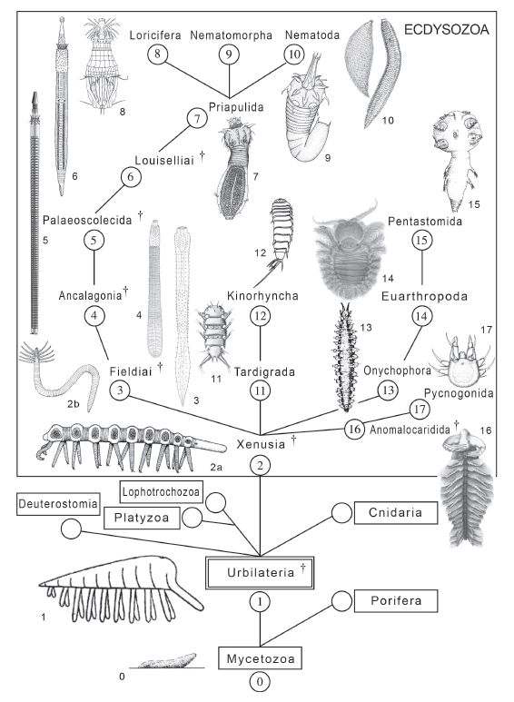 General phylogeny of the Ecdysozoa - Zhuravlev et al 2011 fig5