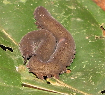 Velvet Worm