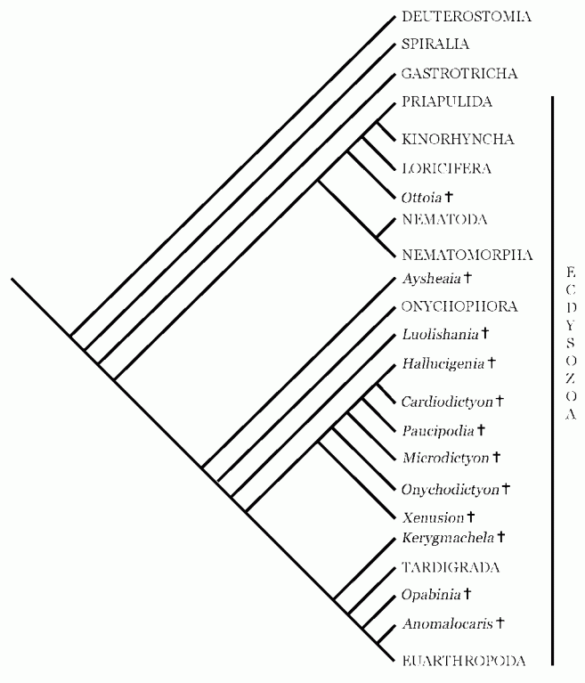 phylogeny of extinct and extant ecdysozoans, from Eriksson et al 2003 fig 60