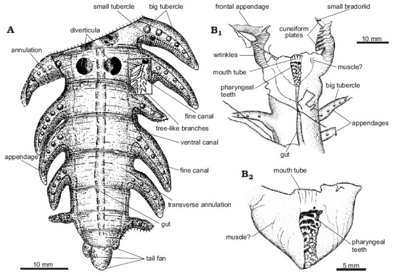 Jianshanopodia decora, from Liu et al 2006b fig 2