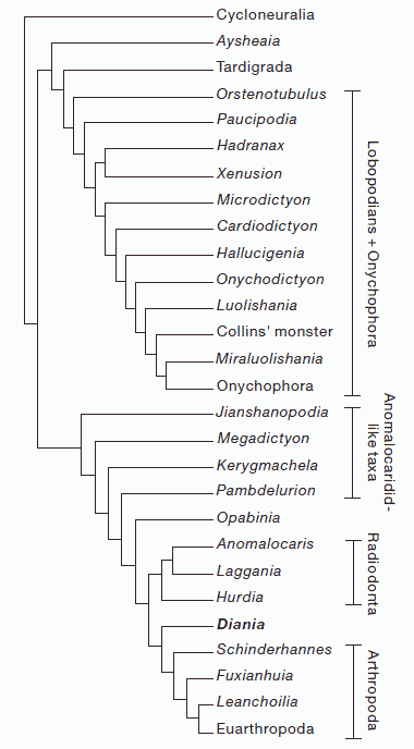 Cladistic analysis of all Cambrian lobopodians and some arthropod stem group taxa