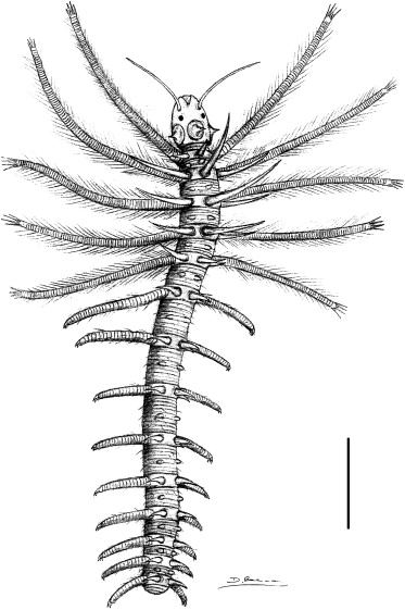 Luolishania longicruris