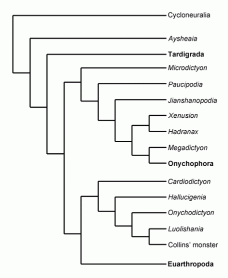 Phylogenetic relationships between Cambrian lobopodians and extant panarthropods, from Ma et al 2009