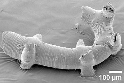 Orstenotubulus, from CORE Orsten Research