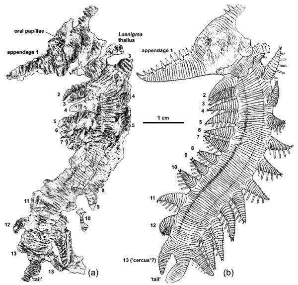 Siberion lenaicus, from Dzik 2011 fig 2