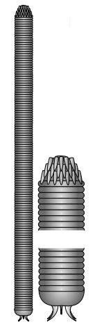 Markuelia hunanensis, from Dong et al 2004 fig 3a