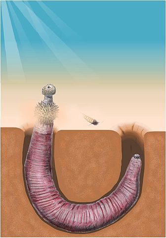 Ottoia prolifica - life reconstruction