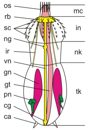 Scalidophoran external and internal structures, diagram by Kuzia