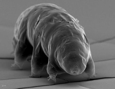 Tardigrade