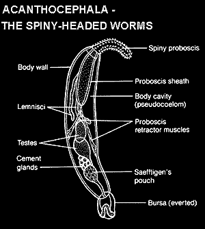 Acanthocephala