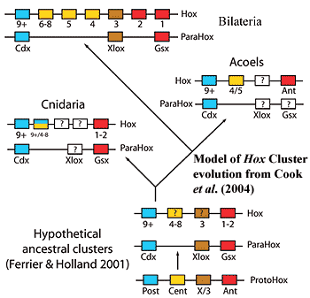 Hox evolution. Cook et al. (2004)