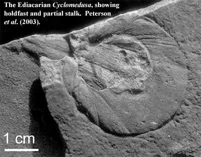 Cyclomedusa with holdfast.  Peterson et al. (2003)