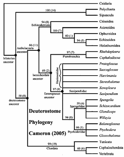 Deuterostomes from Cameron (2005)