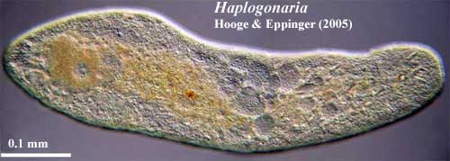 Haplogonaria.  Hooge & Eppinger (2005)