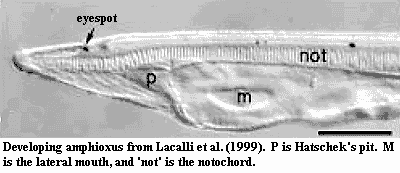 Developing amphioxus.  Lacalli et al. (1999)