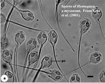 Hennaguya spores.  Kent et al. (2001)