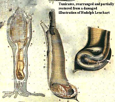 Tunicates