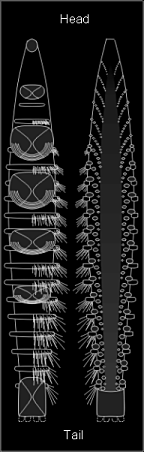 Acaenoplax hayae, from Sutton et al 2001